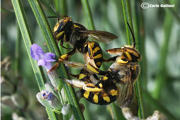 Anthidium sp. (Apidae Megachilinae)